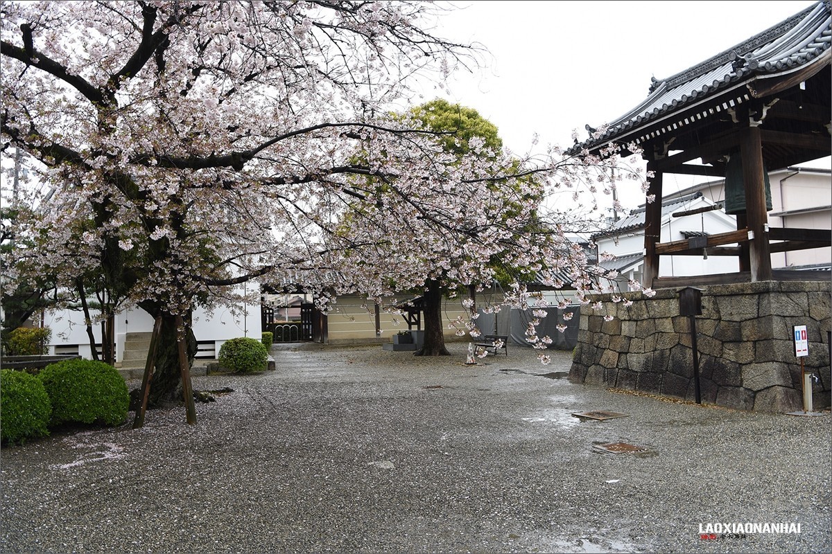 2019年第363贴-京都东寺的樱花（0824F）