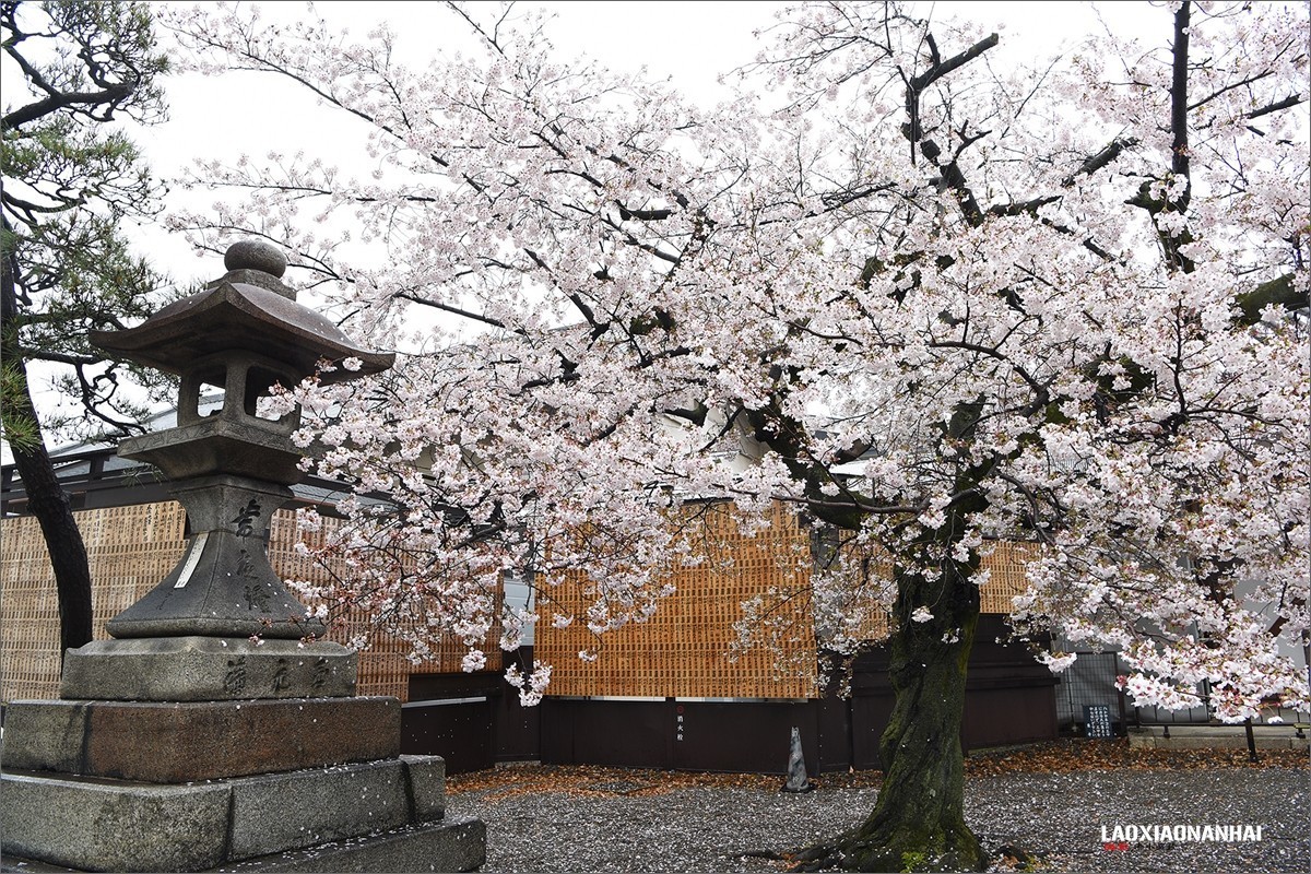 2019年第363贴-京都东寺的樱花（0824F）