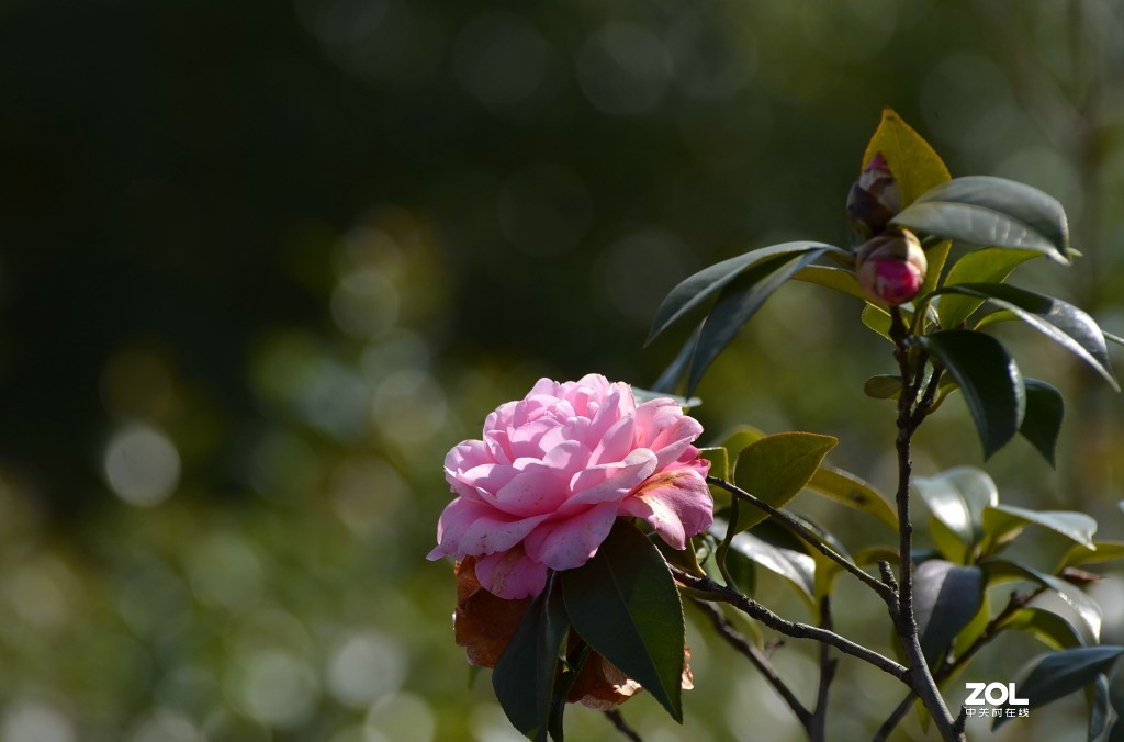 冷艳争春喜烂然，山茶按谱甲于滇。