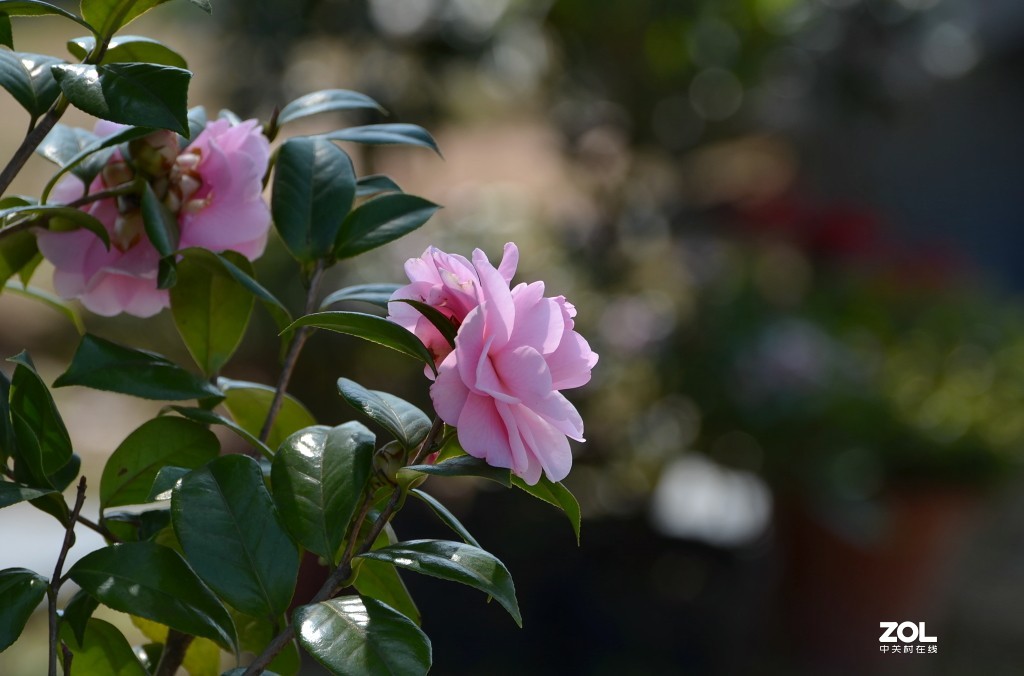 冷艳争春喜烂然，山茶按谱甲于滇。