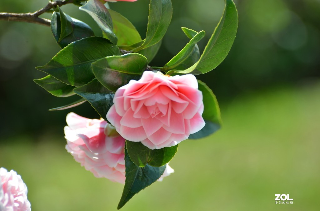 冷艳争春喜烂然，山茶按谱甲于滇。