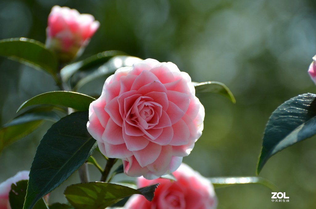 冷艳争春喜烂然，山茶按谱甲于滇。