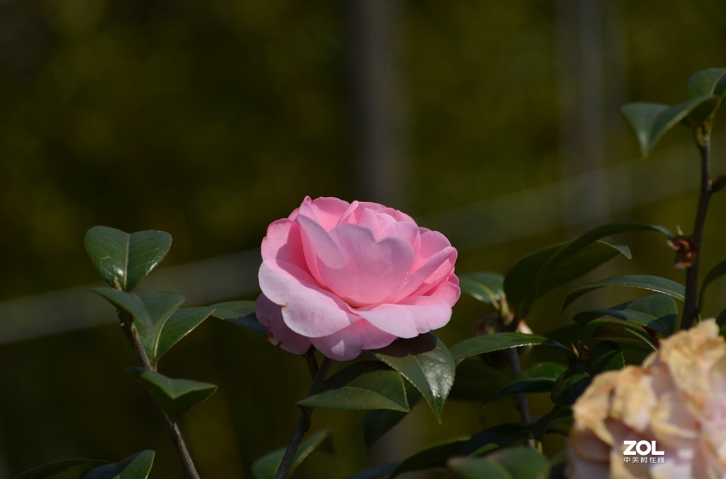 冷艳争春喜烂然，山茶按谱甲于滇。