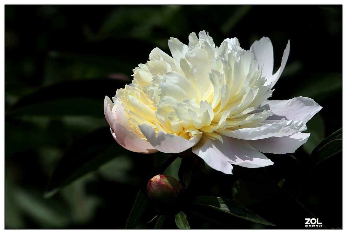 暮春四月之白芍药花开（四）