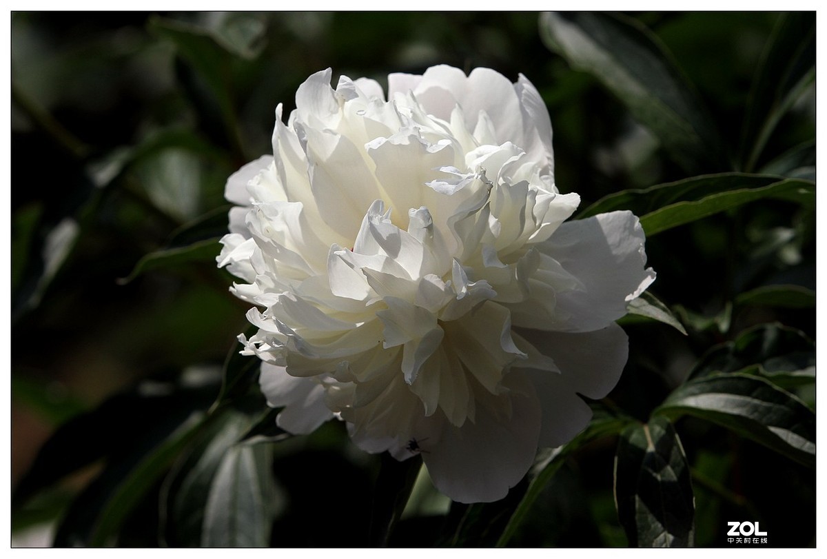 暮春四月之白芍药花开（四）