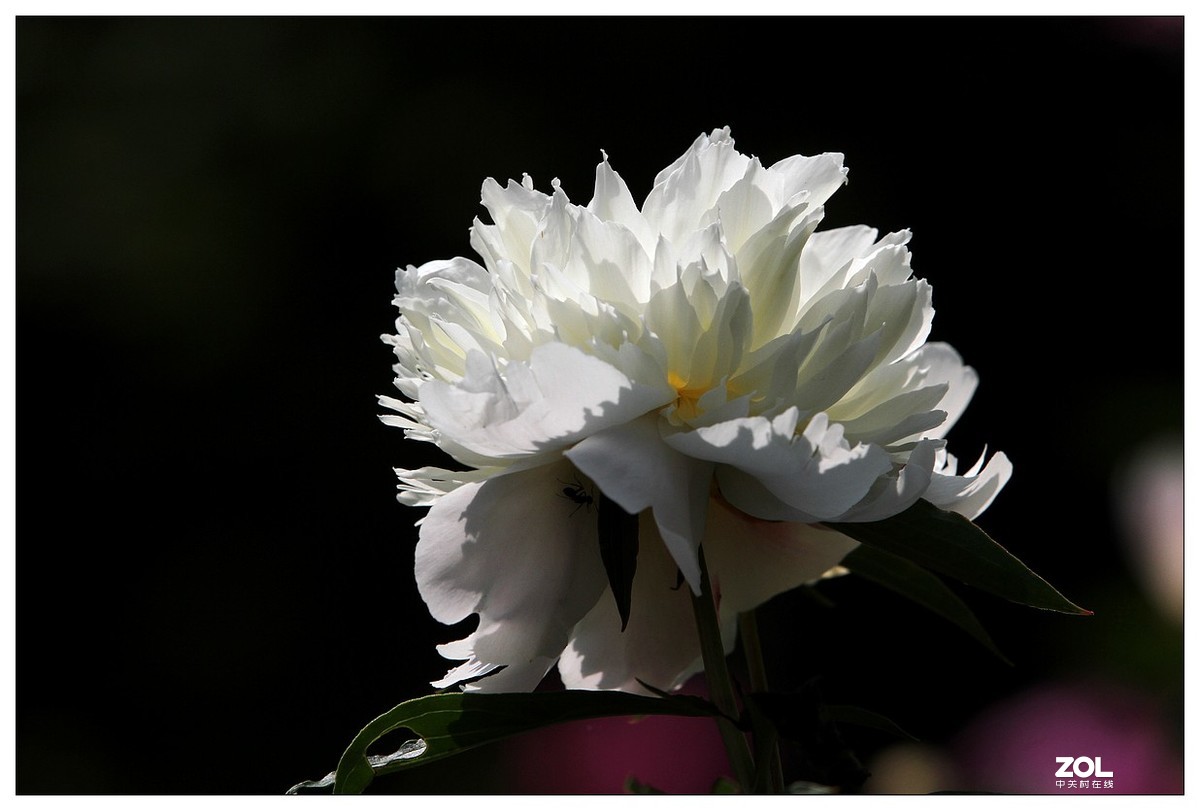 暮春四月之白芍药花开（四）