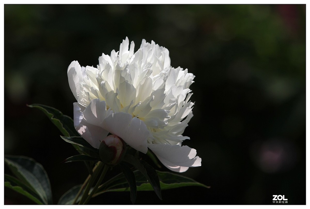暮春四月之白芍药花开（四）