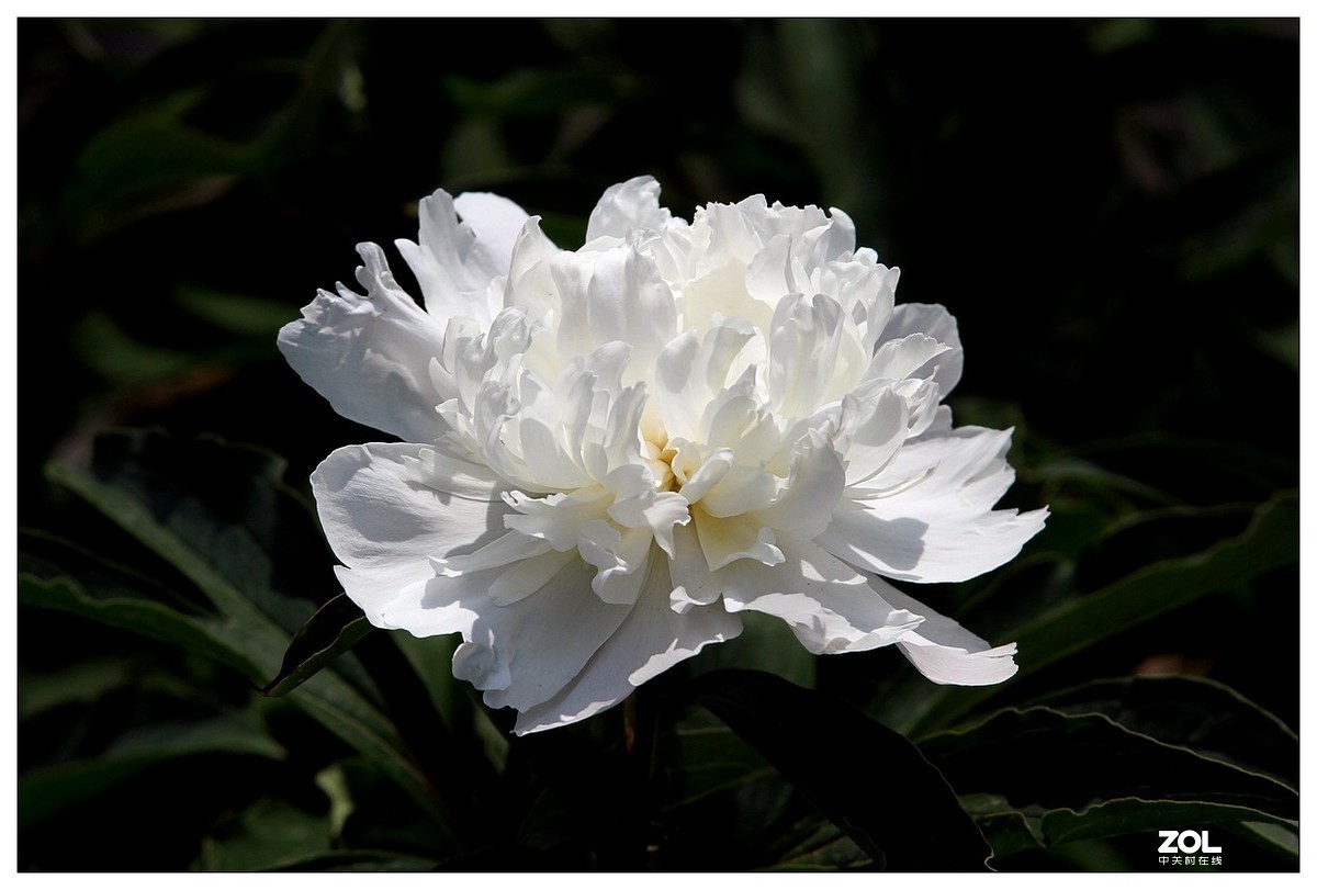 暮春四月之白芍药花开（四）