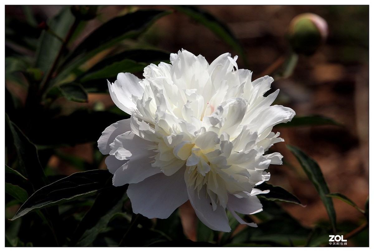 暮春四月之白芍药花开（四）
