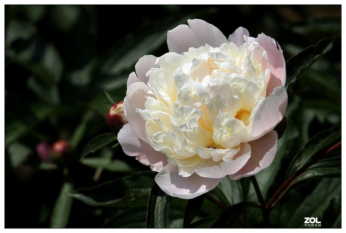 暮春四月之白芍药花开（四）