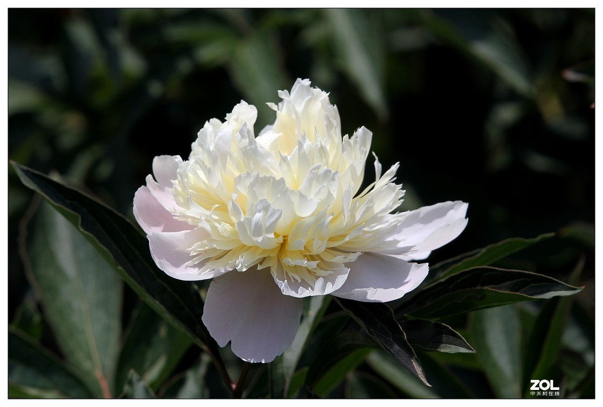 暮春四月之白芍药花开（四）