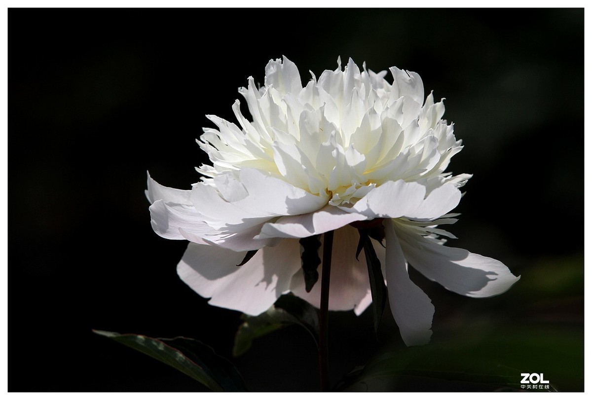 暮春四月之白芍药花开（四）
