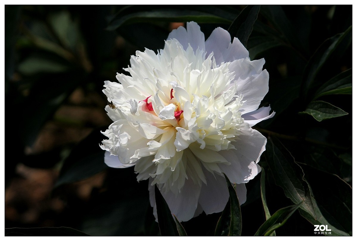 暮春四月之白芍药花开（四）