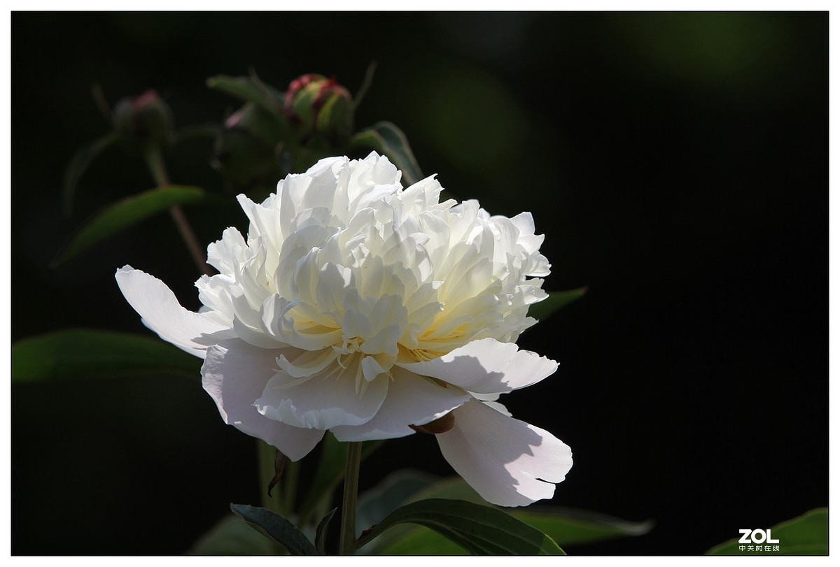 暮春四月之白芍药花开（四）