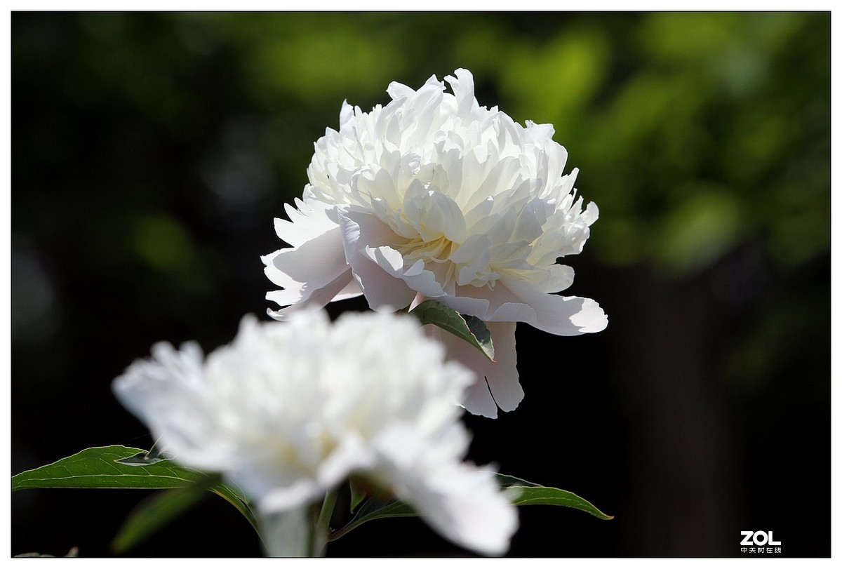 暮春四月之白芍药花开（四）