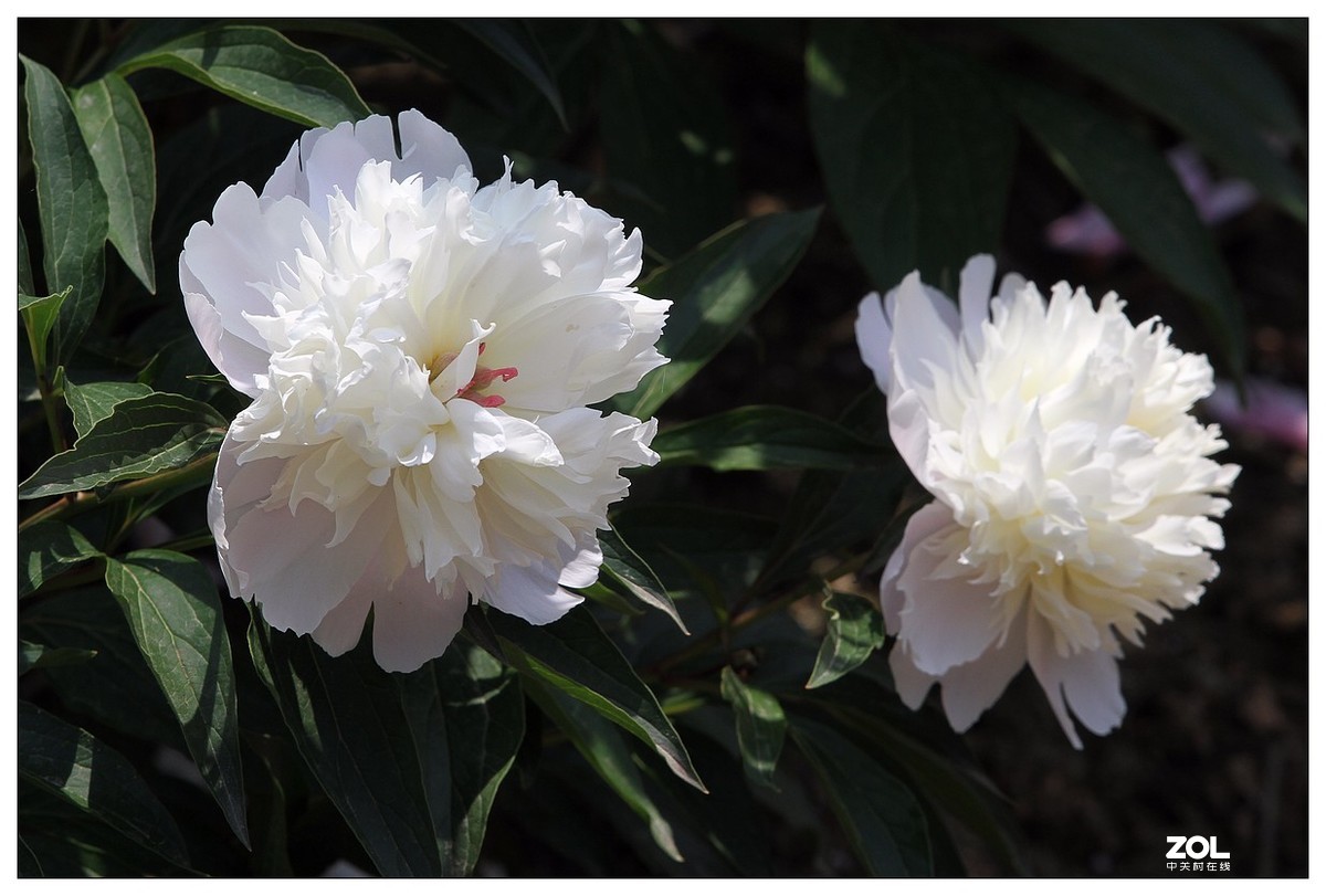 暮春四月之白芍药花开（四）