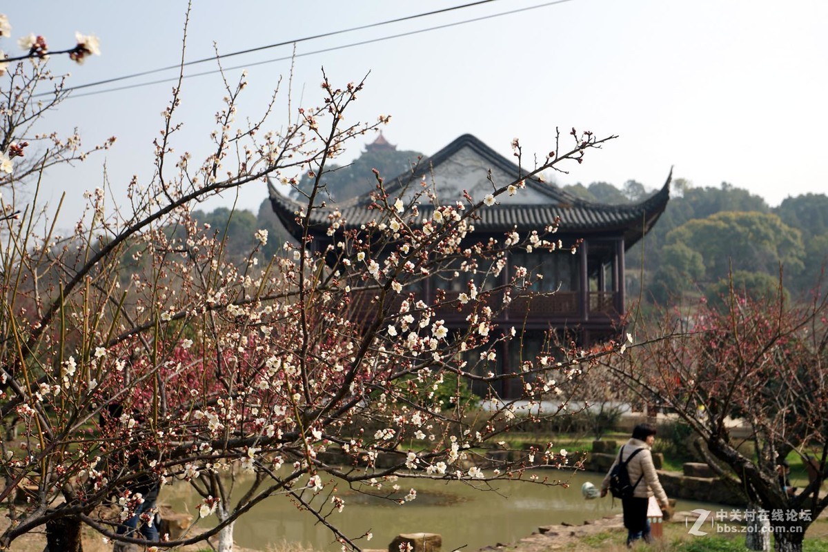 林屋洞的梅花六
