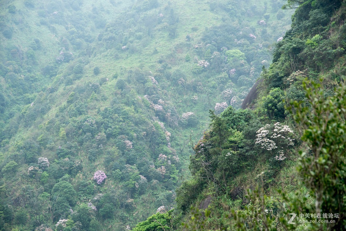 广东阳江阳春鸡笼顶森林公园登山2019501-2
