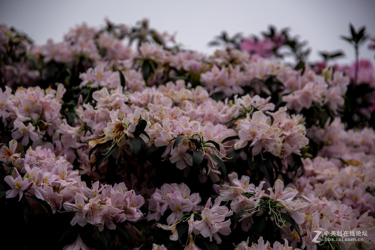 广东阳江阳春鸡笼顶森林公园登山2019501-2