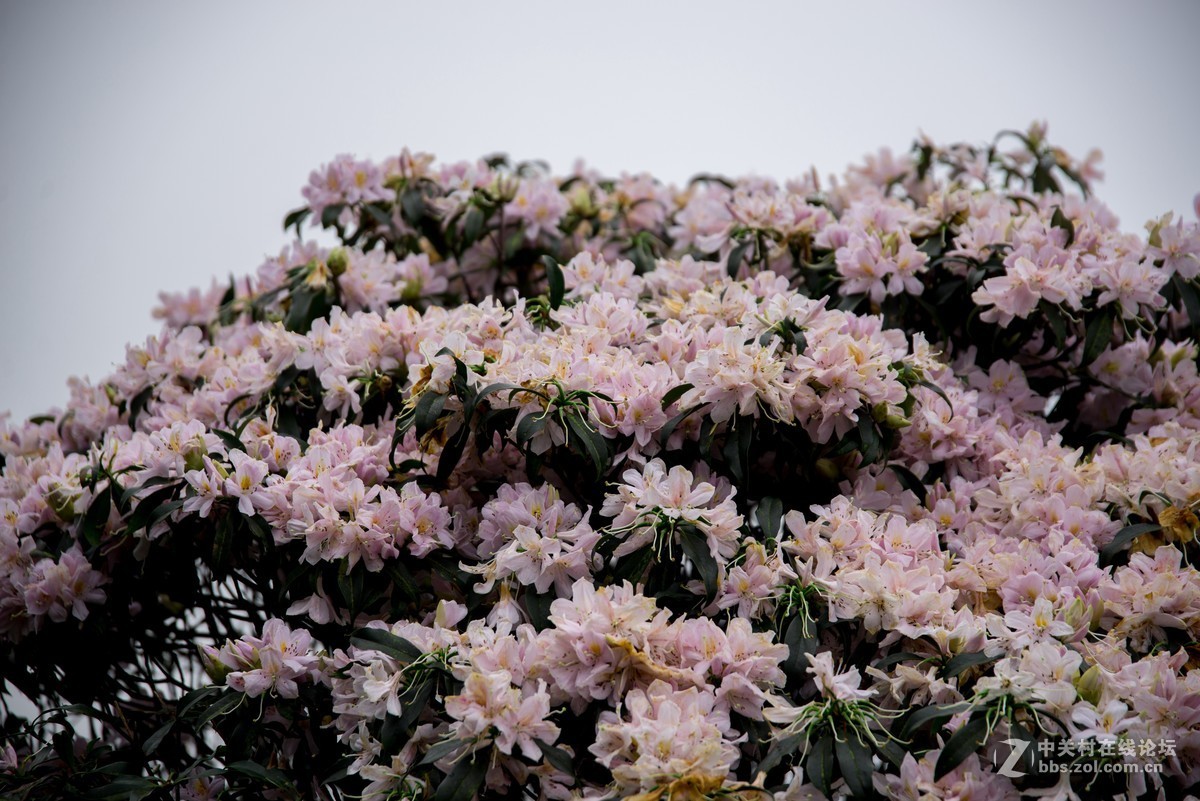 广东阳江阳春鸡笼顶森林公园登山2019501-2