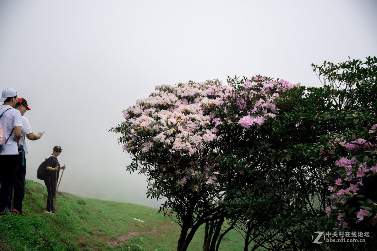 广东阳江阳春鸡笼顶森林公园登山2019501-2