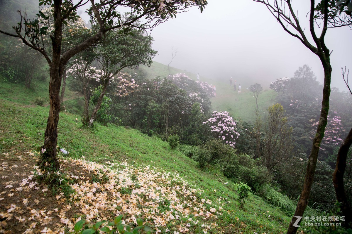 广东阳江阳春鸡笼顶森林公园登山2019501-2