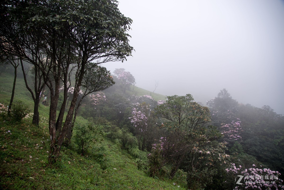 广东阳江阳春鸡笼顶森林公园登山2019501-2