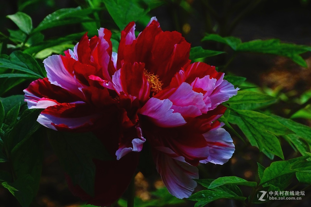 花开富贵牡丹花14