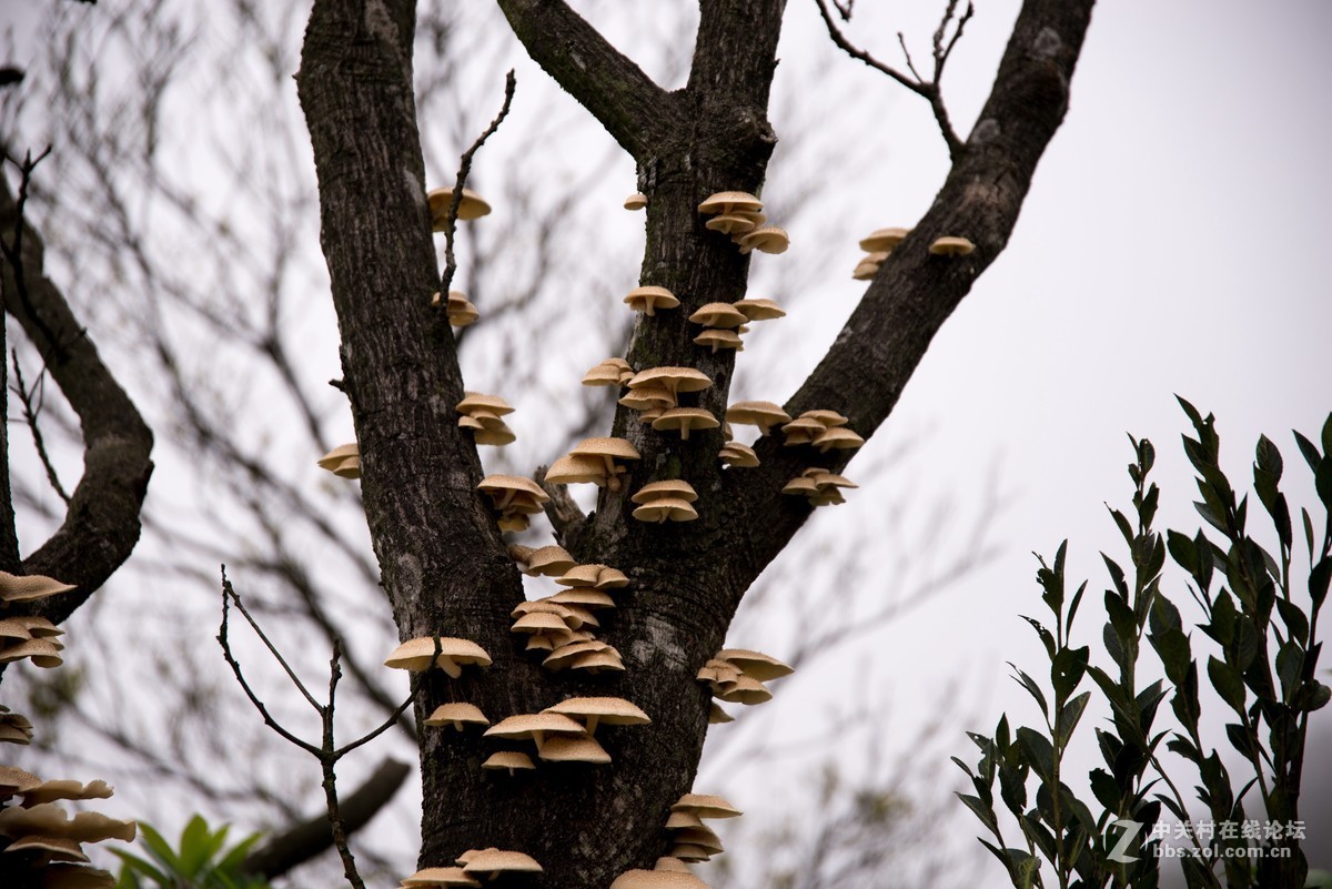 广东阳江阳春鸡笼顶森林公园登山2019501-2