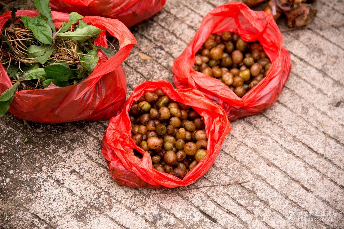 广东阳江阳春鸡笼顶森林公园登山2019501-2