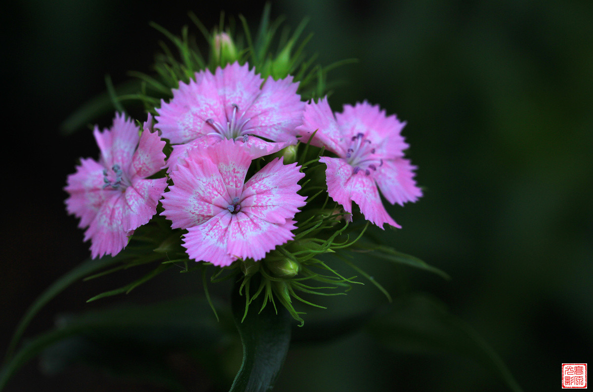 须苞石竹花祝贺好友光影寻梦荣任西昌论坛版主