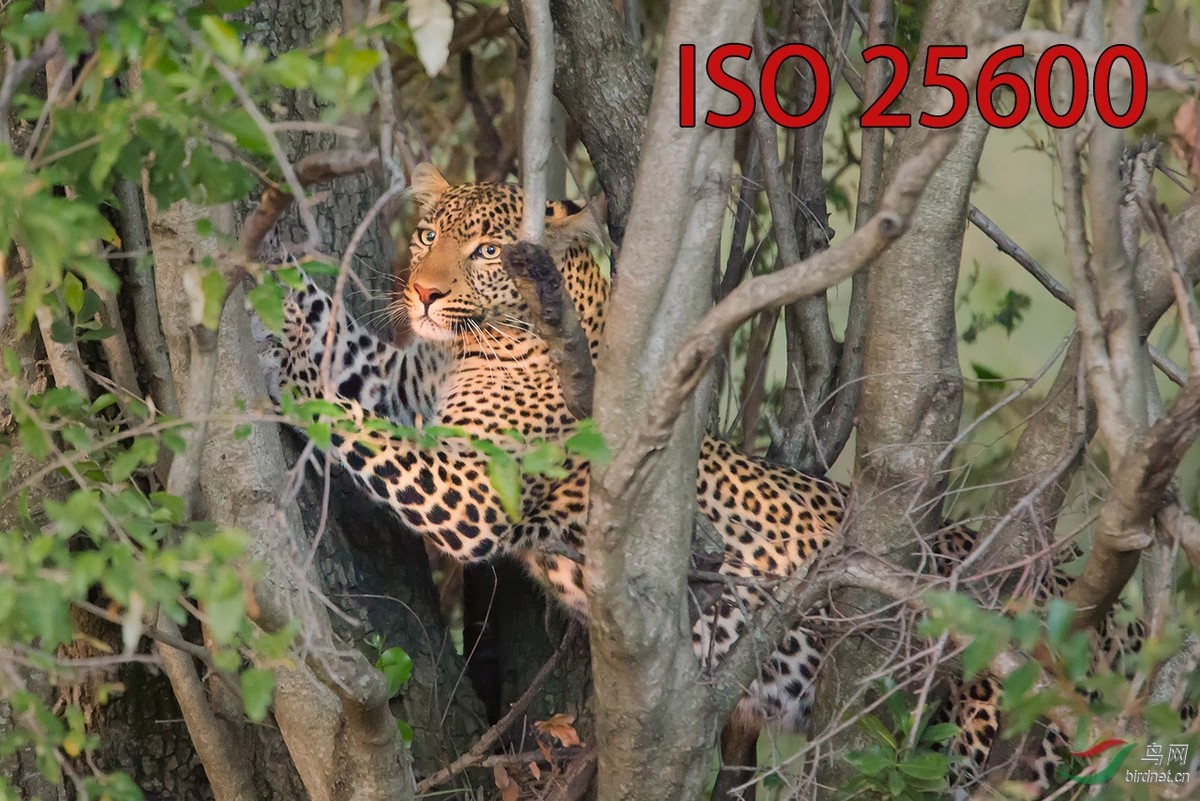 转发一个有关高感高速摄影的控制流程，希望对本版面的朋友有点帮助！