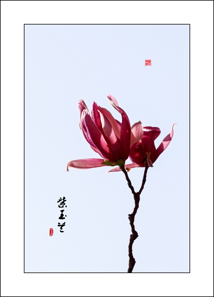 花语