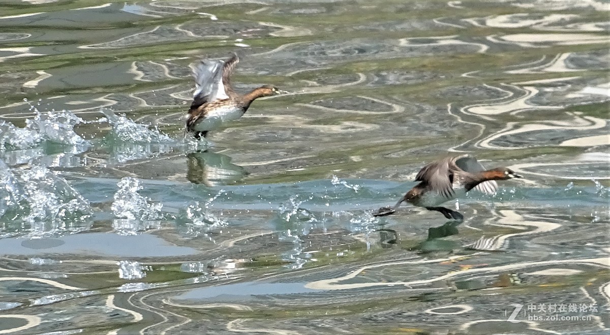 东湖塘的小水鸟 —— 侏鸊鷉