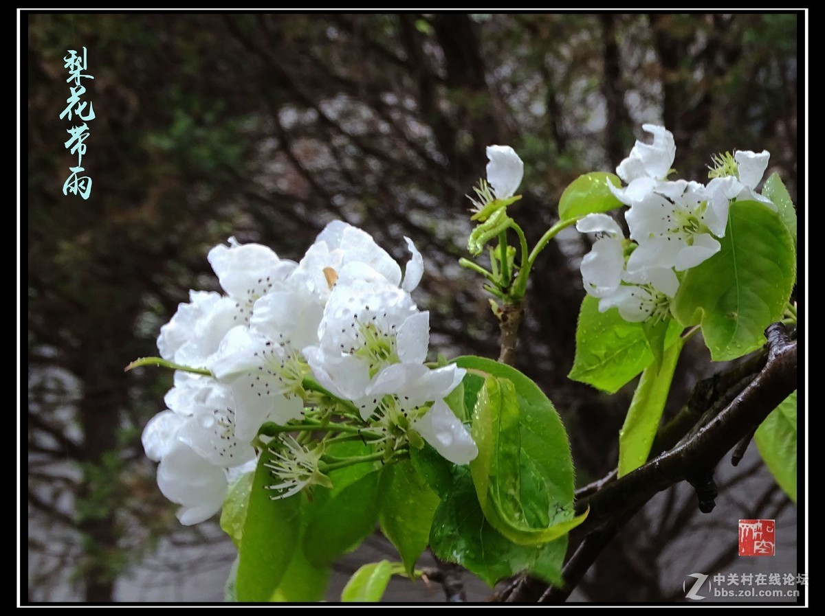 【梨花带雨】-中关村在线摄影论坛