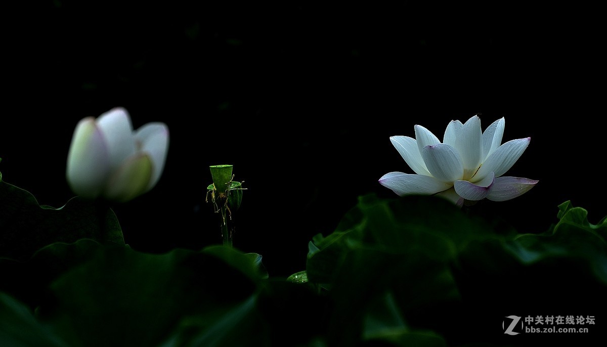 【视觉光影】映日荷花（16）