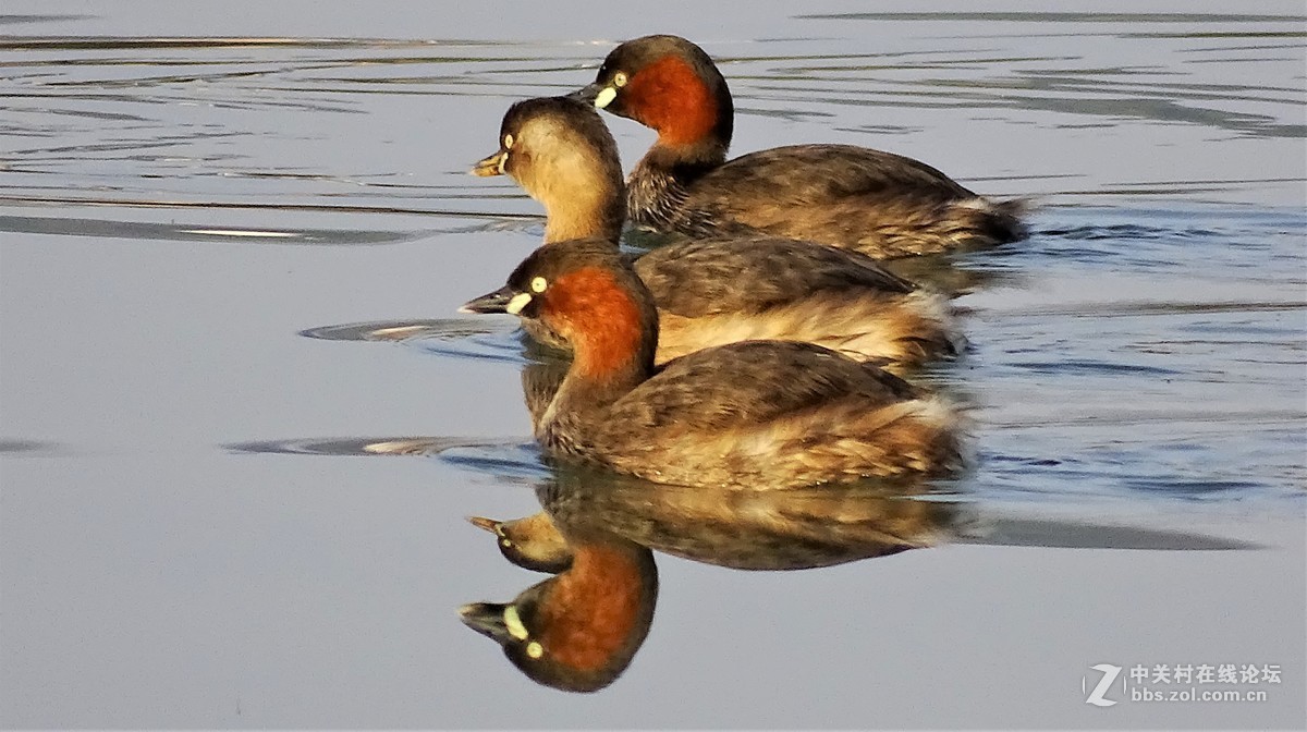 东湖塘的小水鸟 —— 侏鸊鷉