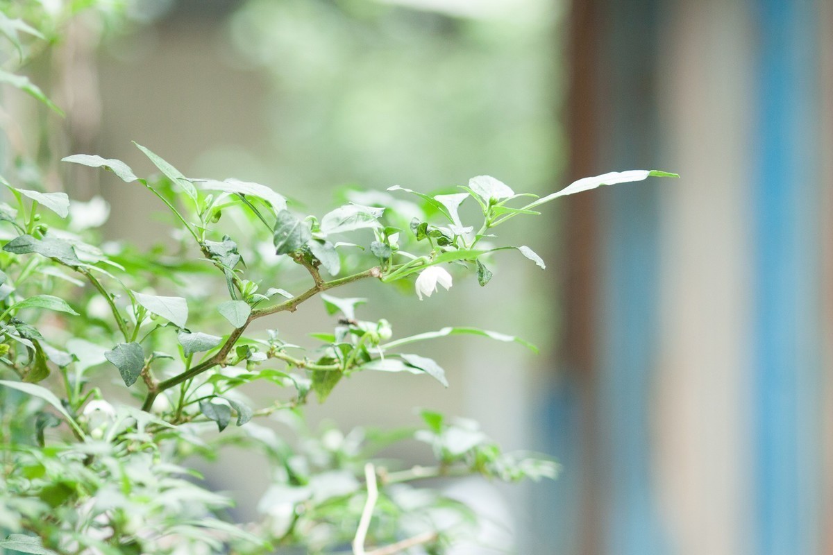 佳能小小黑70-210f4 各焦段 各光圈下表现 各位摄友鉴赏 顺光时色彩浓郁