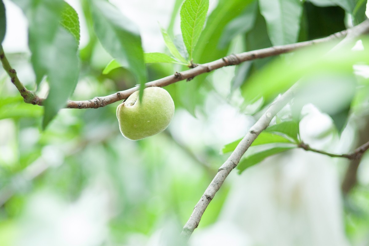 佳能小小黑70-210f4 各焦段 各光圈下表现 各位摄友鉴赏 顺光时色彩浓郁