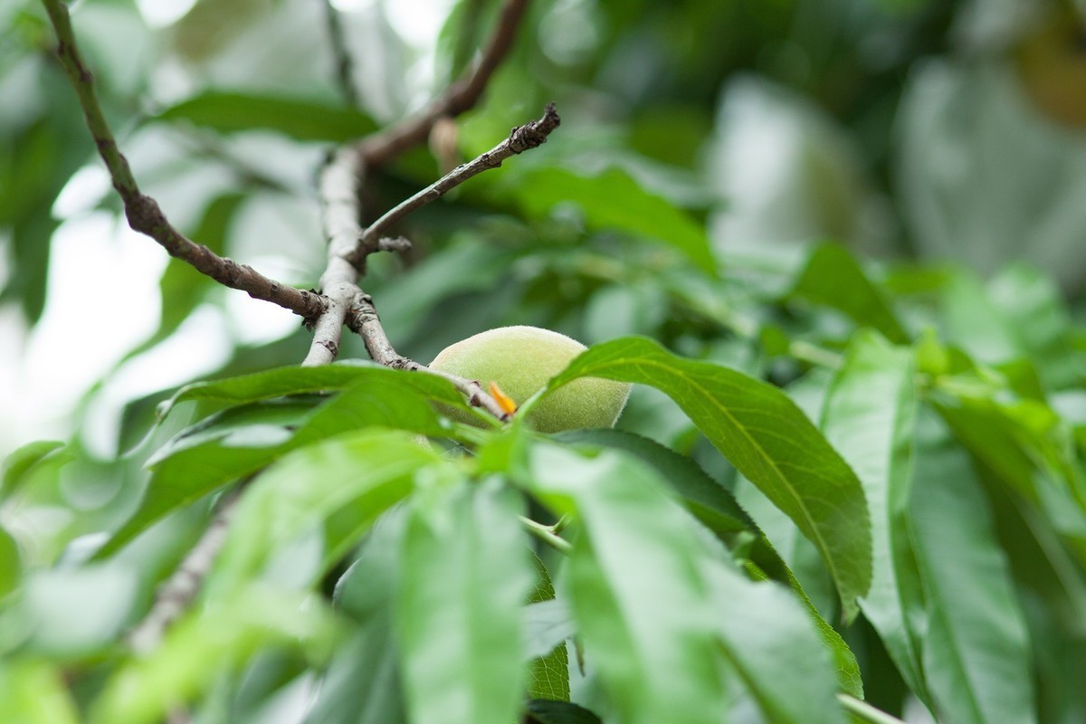 佳能小小黑70-210f4 各焦段 各光圈下表现 各位摄友鉴赏 顺光时色彩浓郁