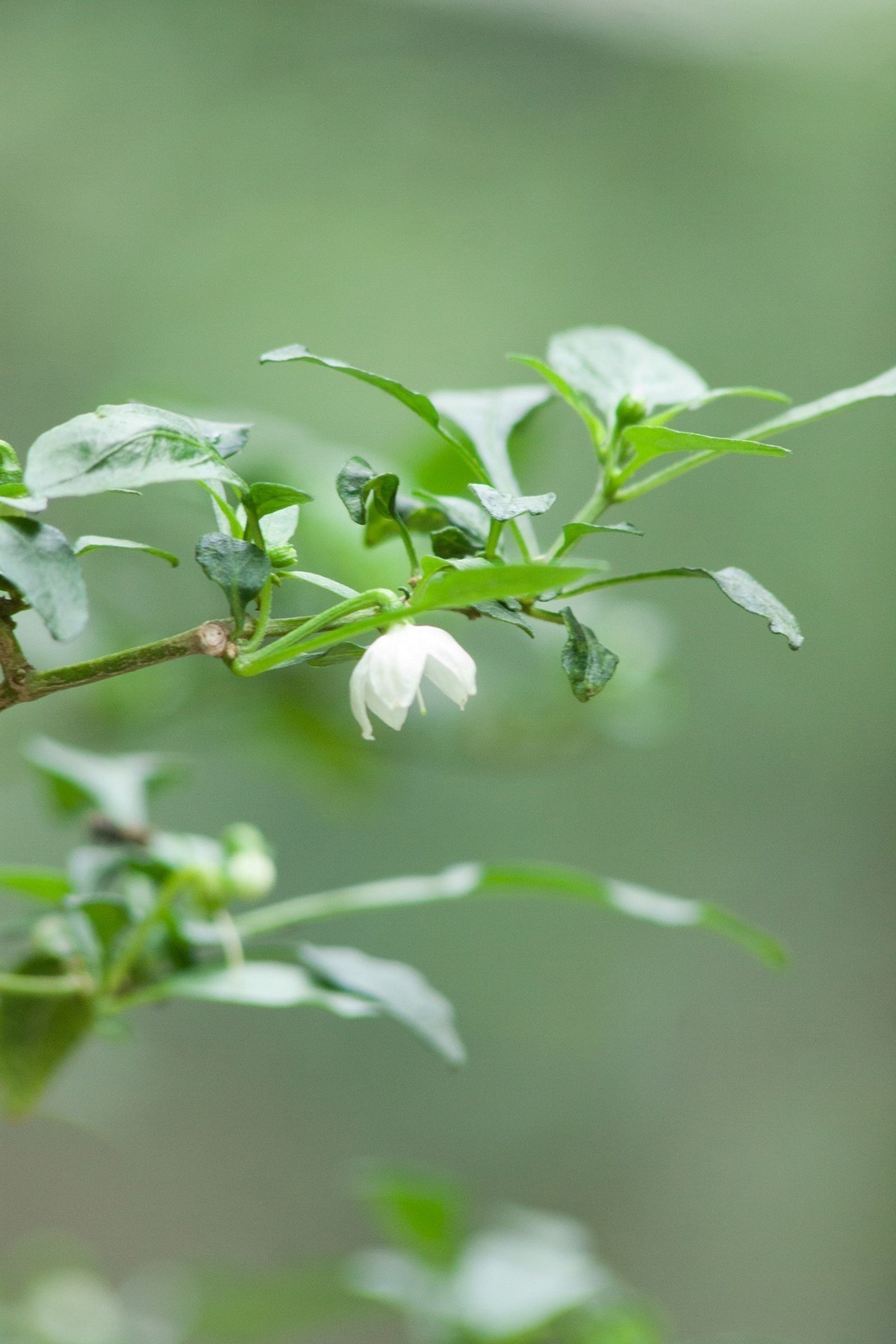 佳能小小黑70-210f4 各焦段 各光圈下表现 各位摄友鉴赏 顺光时色彩浓郁