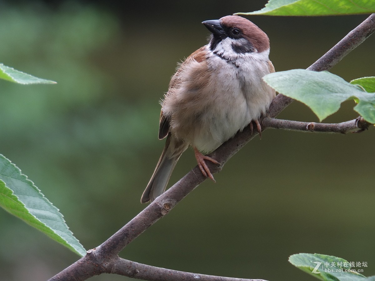 麻雀-中关村在线摄影论坛