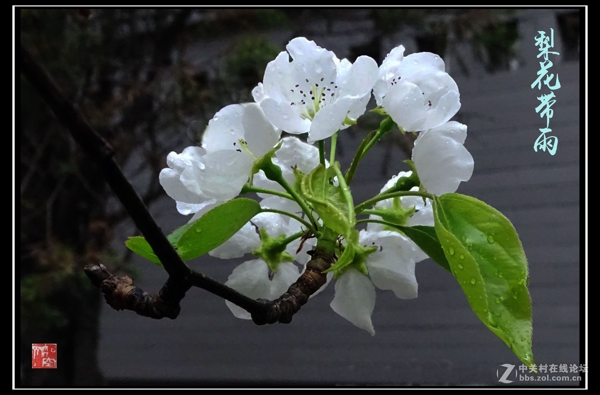 【梨花带雨】-中关村在线摄影论坛