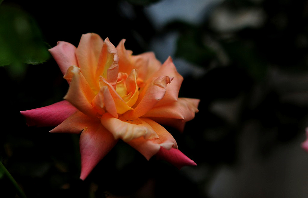 尼康1352d镜头手持拍摄鲜花