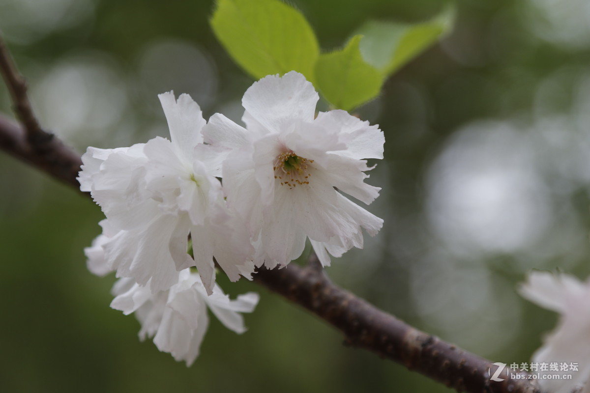 幾組小花，敬請指點！