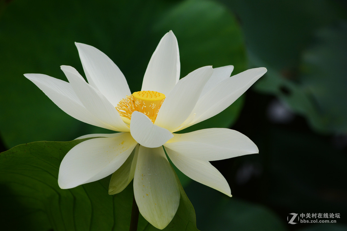 洪湖公园拍荷花(白莲)