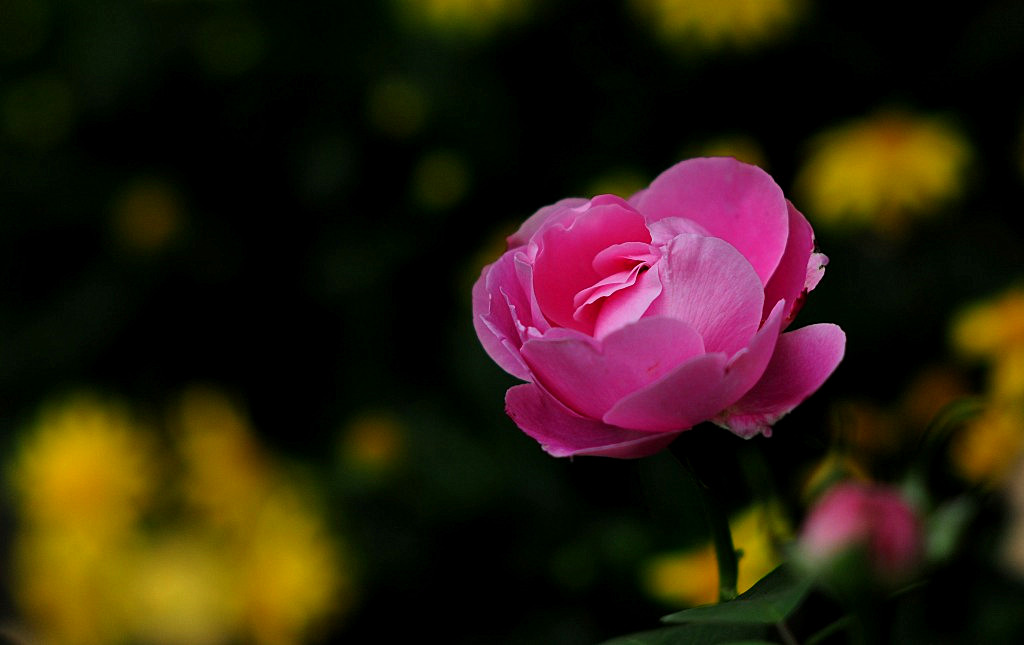 尼康1352d镜头手持拍摄鲜花