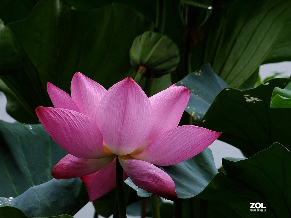 荷花(10)