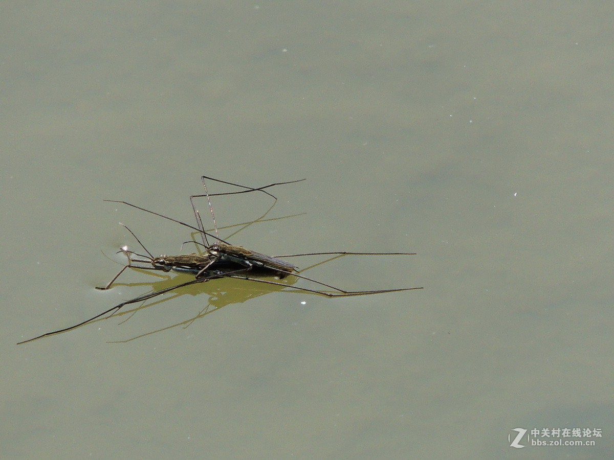 浮游在水面上的昆虫