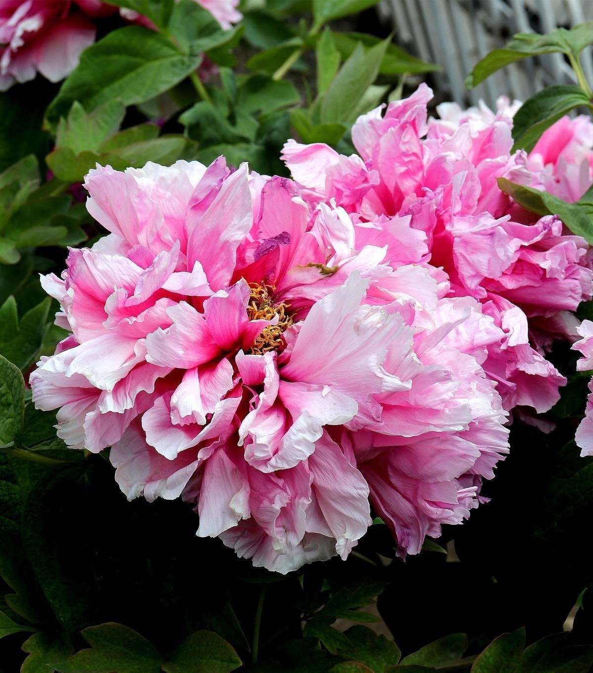 万紫千红的春天